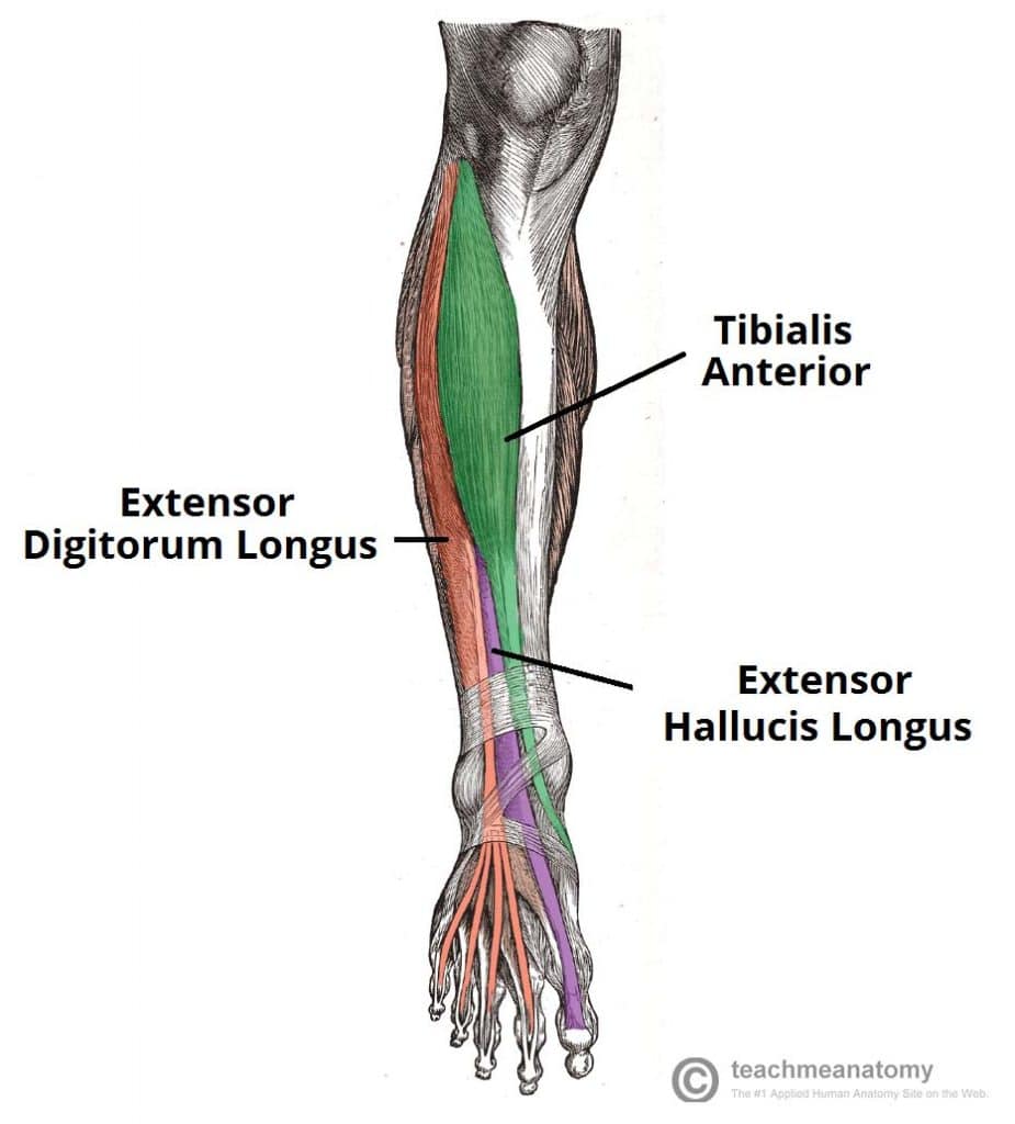 Muscles of the Anterior Leg - Attachments - Actions ...