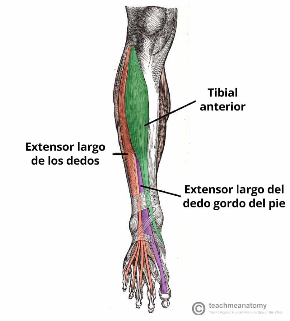 Ilustración de los músculos de la parte anterior de la pierna, incluida la arteria tibial anterior.
