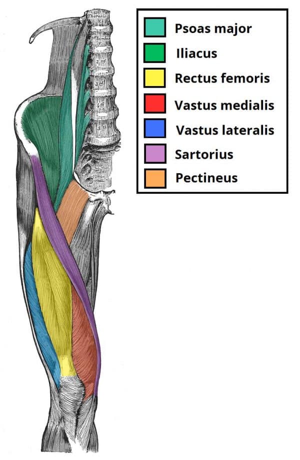 The Femoral Nerve - Course - Motor - Sensory - TeachMeAnatomy