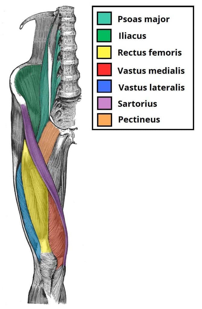 Thigh muscles diagram