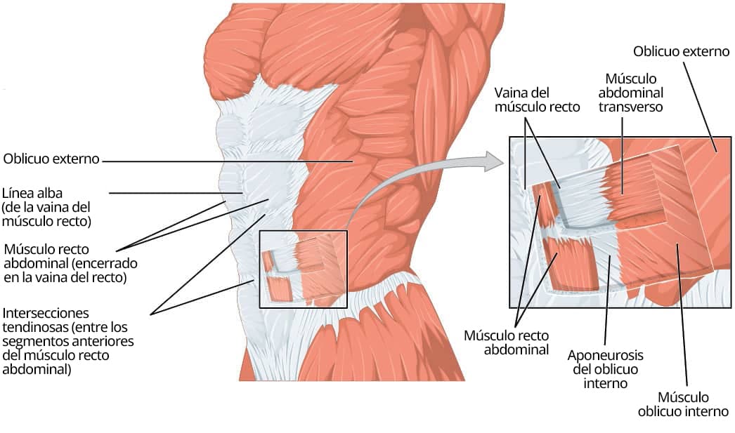 Ilustración de los músculos de la pared abdominal anterolateral, donde se destacan las aponeurosis formadas por los músculos planos.
