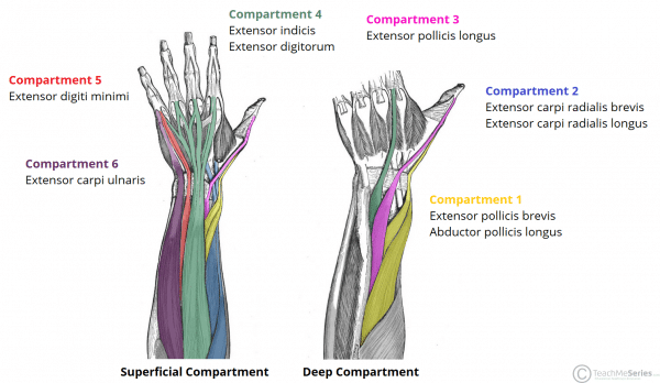 flexor and extensor compartments of leg