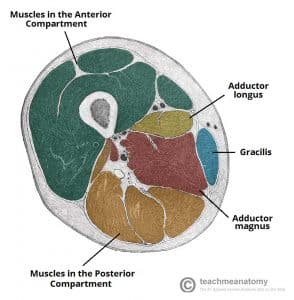 Muscles of the Anterior Thigh - Quadriceps - TeachMeAnatomy