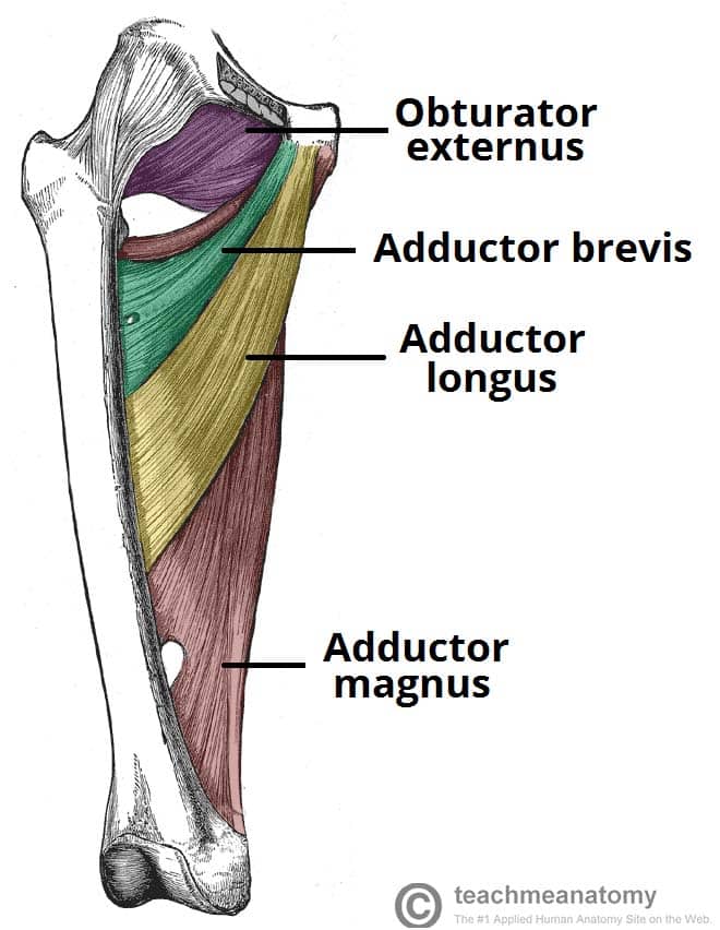 Muscle inner thigh above knee hot sale