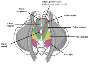 Superior view of the pelvic floor with emphasis on the prerectal fibers of the puborectalis muscle.