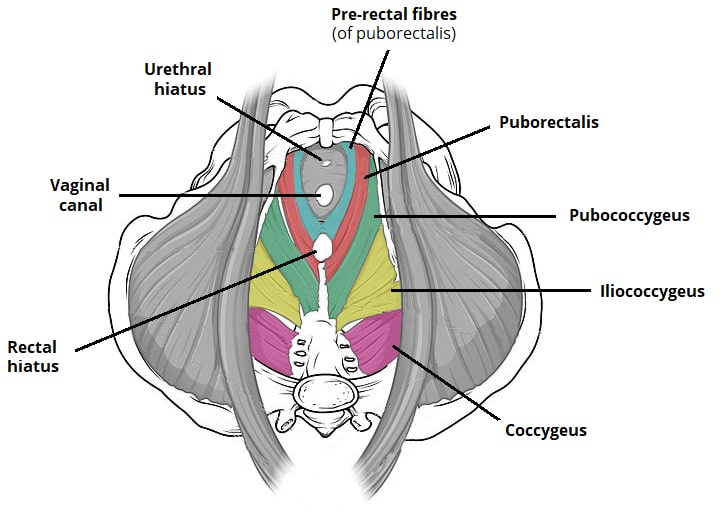 Pc muscle is located where the Kegel Exercises