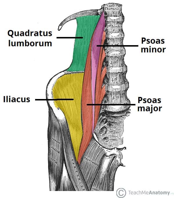 Fig 1.2 - Muscles of the posterior abdominal wall.