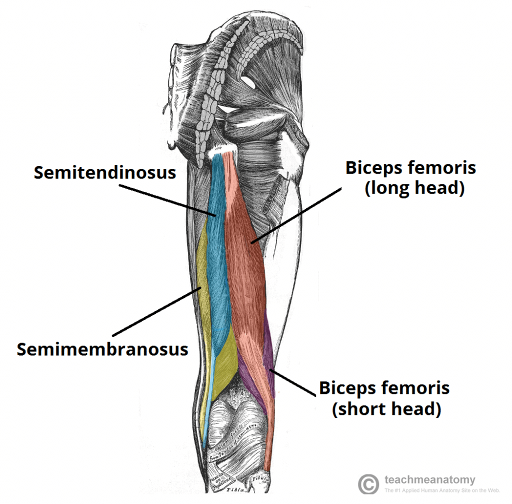 biceps femoris muscle