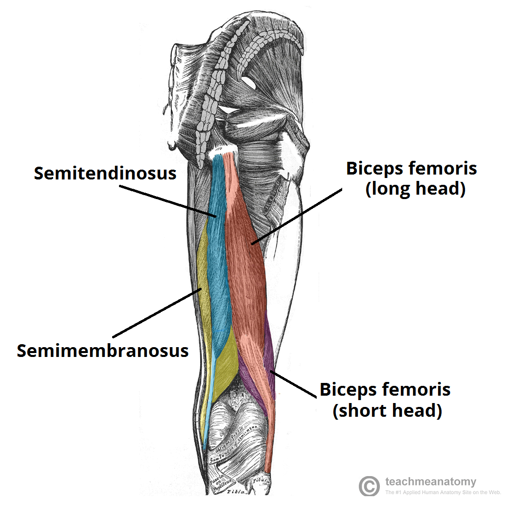 leg compartment muscles