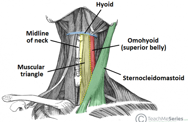 Anterior Triangle of the Neck - Subdivisions - TeachMeAnatomy