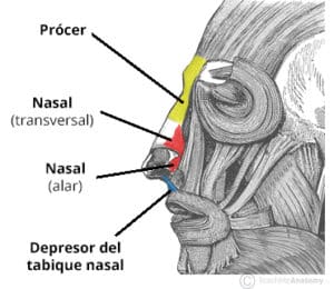 Procer Prócer - Acción - Inervación -TeachMeAnatomy