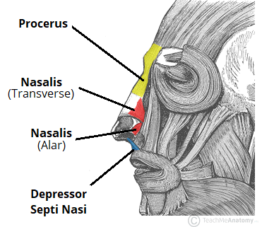 The Muscles Of Facial Expression - Orbital Group - Nasal Group - Oral Group  - Teachmeanatomy