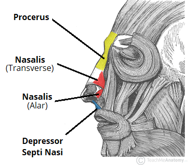 Muscle diagram face