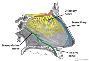 Illustration of the nasopalatine nerve's path along the nasal septum and through the incisive canal.