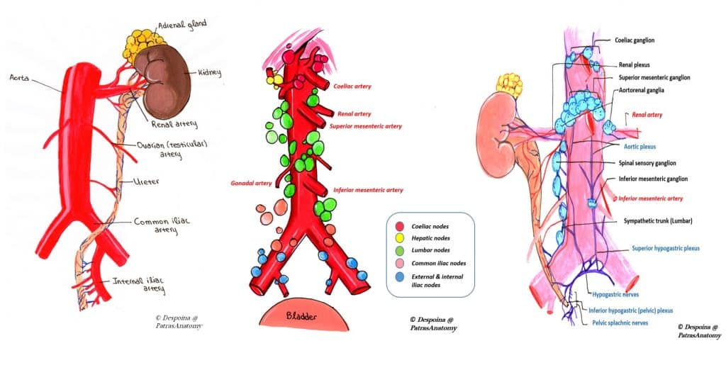 The Ureters - Anatomical Course