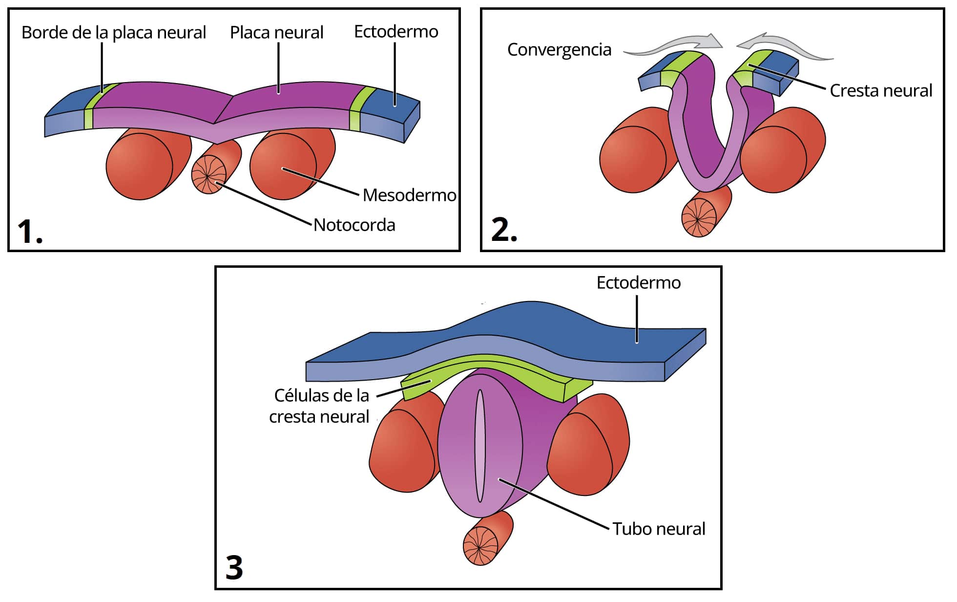 Ilustración que representa la neurulación, en la que se muestra la formación del tubo neural a partir del neuroectodermo durante el desarrollo del sistema nervioso central.