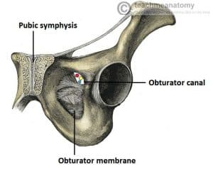 Illustration of the obturator canal, showing the obturator membrane within the obturator foramen of the pelvis.