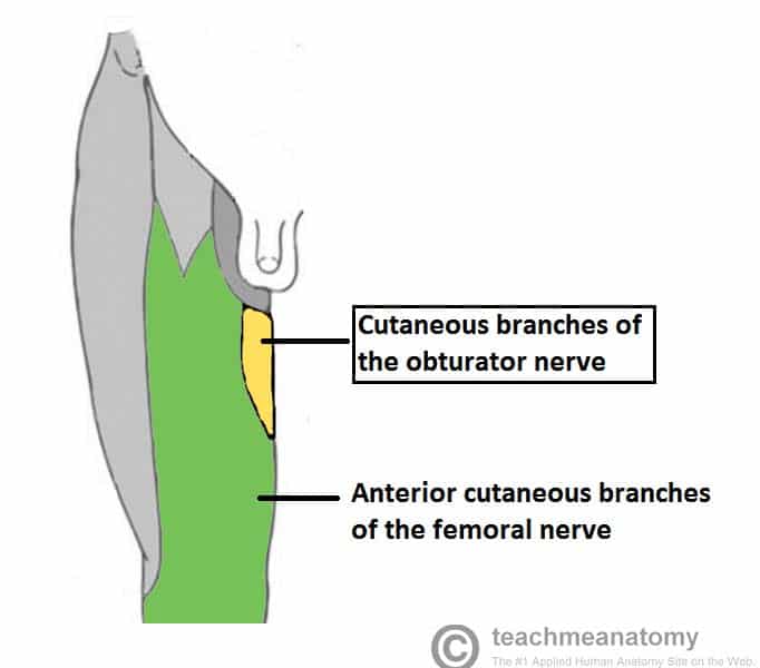 Fig 2.0 - Image of the cutaneous distribution of the lower limb, with the area supplied by the obturator nerve highlighted
