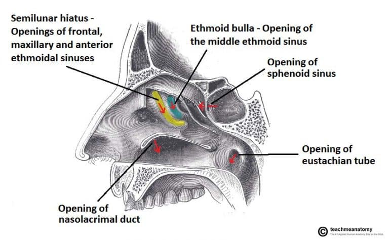 The Nasal Cavity Structure Vasculature Innervation Teachmeanatomy 