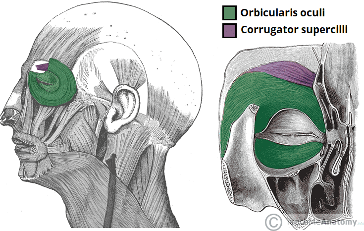 M. levator anguli oris origin (character 8). a) Origin of the m.