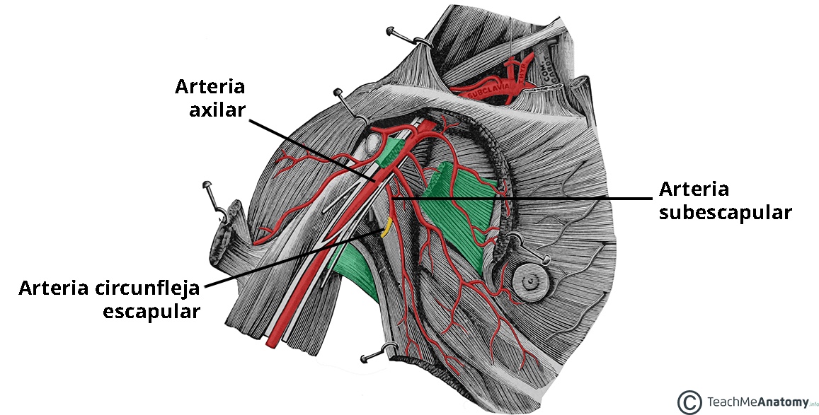 Diagrama que ilustra el origen de la arteria circunfleja de la escápula a partir del eje subescapular.