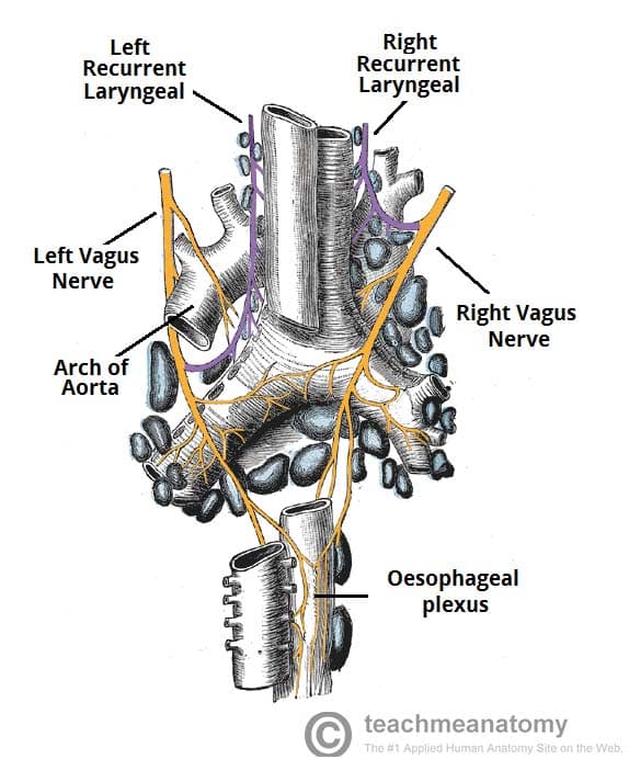 phrenic and vagus nerve