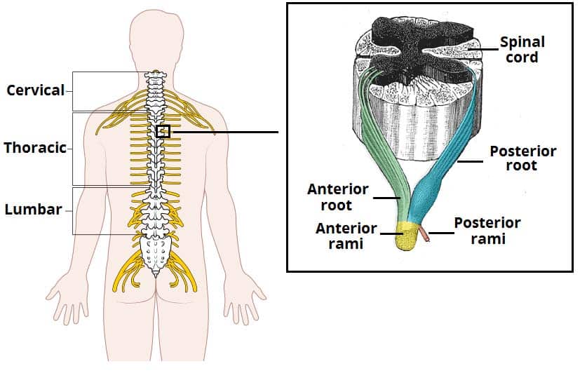 Fig 1.2 - The origin of the spinal nerves from the spinal cord.