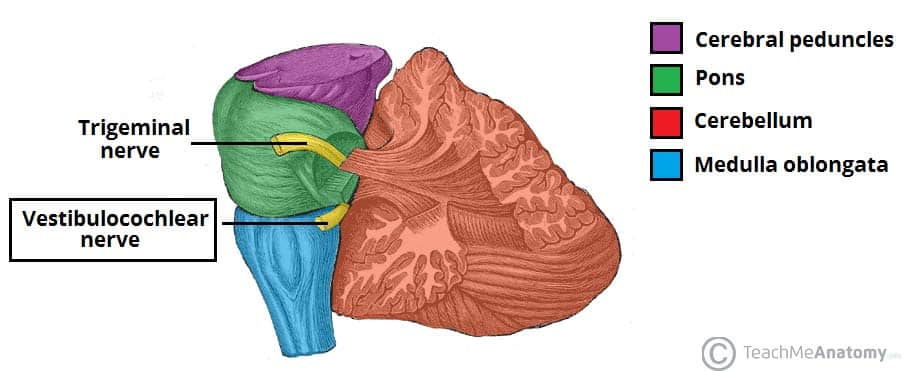 Origin of the Vestibulocochlear Nerve