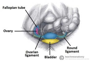 Overview of the uterus, fallopian tubes, and associated ligaments, including round and ovarian ligaments.