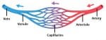 Ultrastructure of Blood Vessels - Arteries - Veins - TeachMeAnatomy