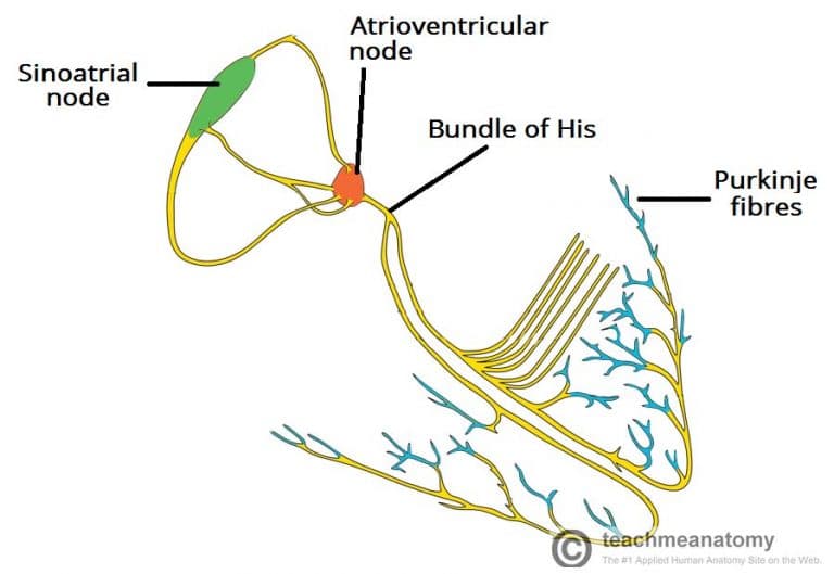 Conducting System Of The Heart Bundle Of His SA Node TeachMeAnatomy Conducting System Of The Heart Bundle Of His SA Node TeachMeAnatomy