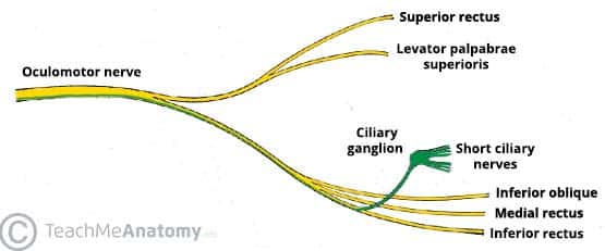 Fig 1.2 - Overview of the oculomotor nerve branches. The parasympathetic fibres have been highlighted in green.