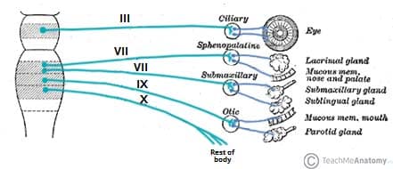 parasympathetic ganglion