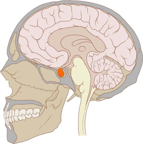 The Pituitary Gland Structure Vasculature Teachmeanatomy