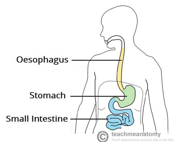 The Abdomen - TeachMeAnatomy