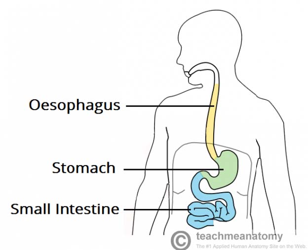 The Abdomen Teachmeanatomy