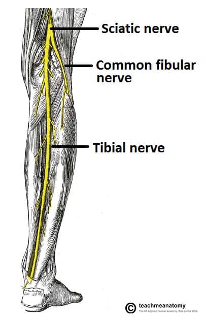 Fig 1.0 - Posterior view of the leg, with the superficial muscles removed. Anatomical course of the tibial nerve shown.