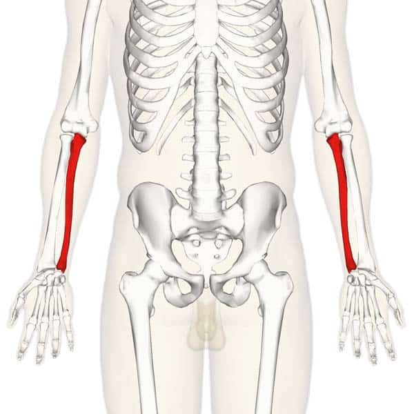 Fig 1.0 - Overview of the anatomical position of the ulna in the upper limb.