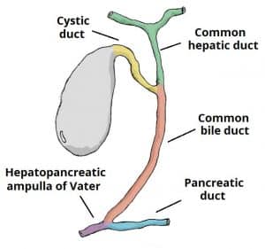 Overview illustration of the biliary tree, highlighting the anatomy and connections related to the gallbladder.