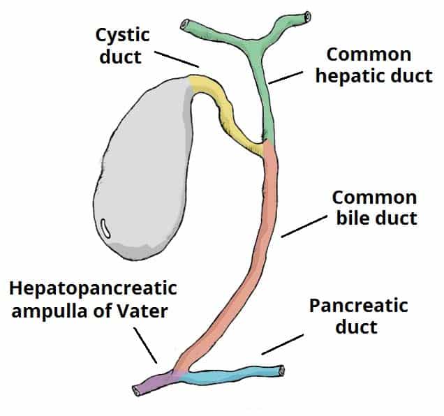 liver and gallbladder diagram