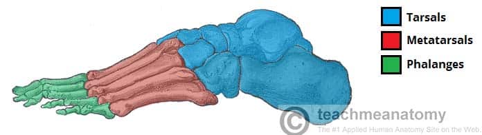 Bones of the Foot - Tarsals - Metatarsals - Phalanges - TeachMeAnatomy