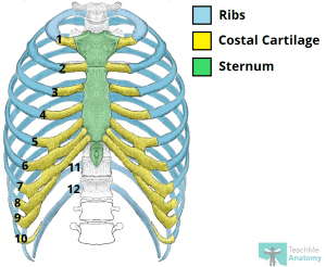 How Are Ribs Numbered In Human Anatomy