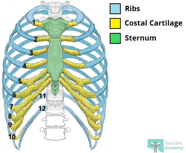 Total Ribs The Ribs - Rib Cage - Articulations - Fracture - TeachMeAnatomy