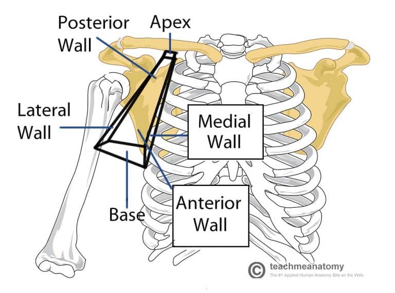 The Axilla Region - Borders - Contents - TeachMeAnatomy