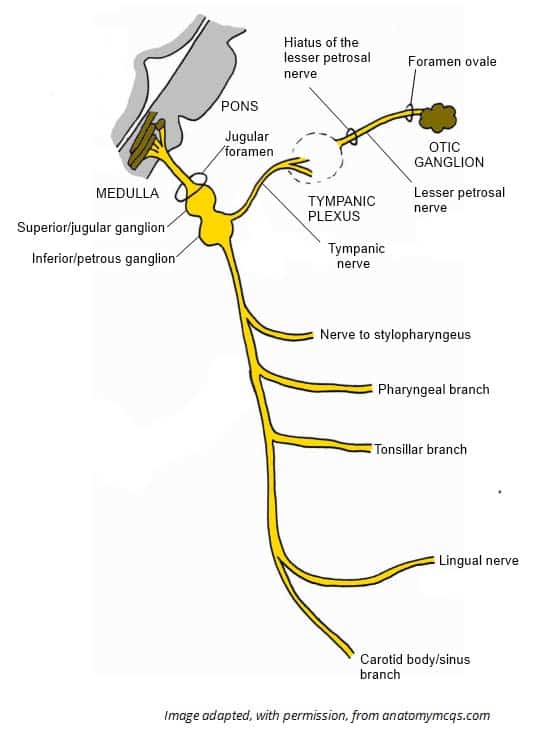 Fig 1.1 - Overview of the branches of the glossopharyngeal nerve.