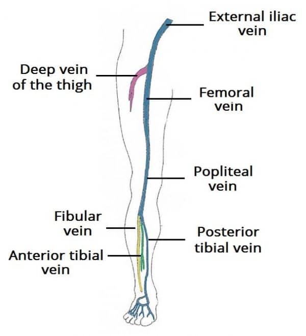 Venous Drainage Of The Lower Limb Teachmeanatomy 4178