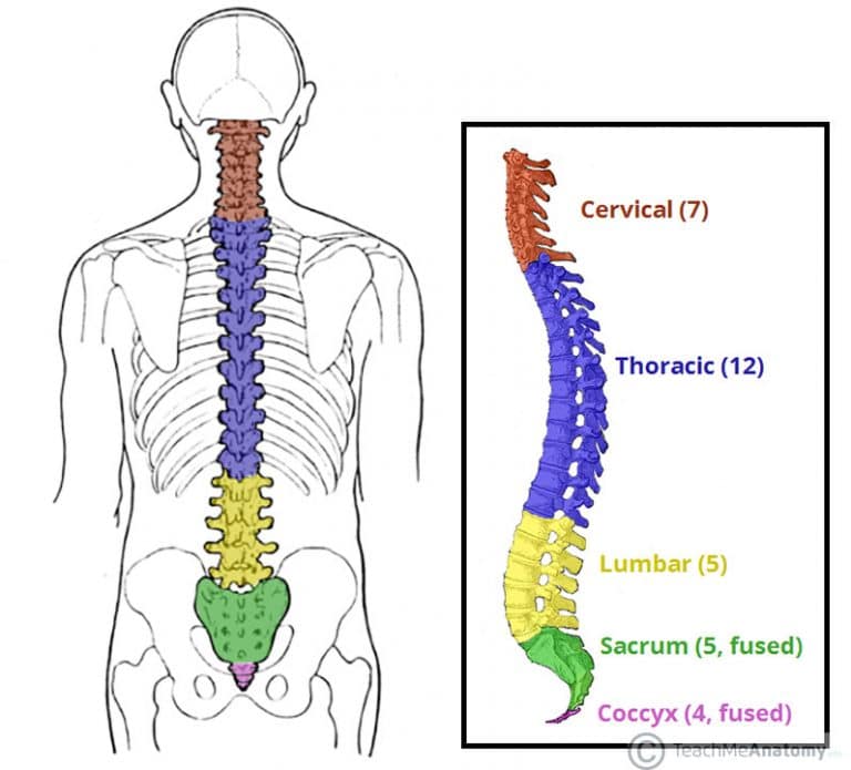 The Vertebral Column - Joints - Vertebrae - Vertebral Structure