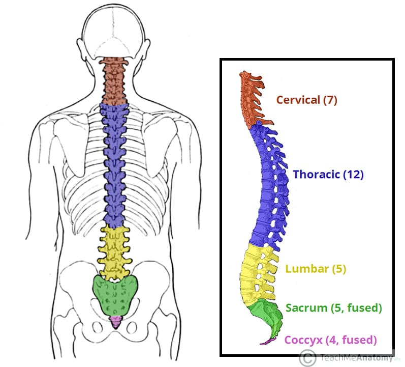 Bones of the Back - TeachMeAnatomy