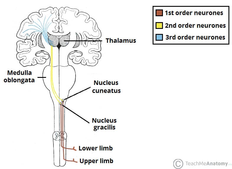 fasciculus gracilis from the neurons