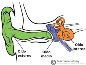 Fig. 1.0: descripción general del oído